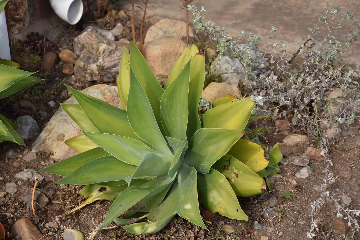 Agave attenuata